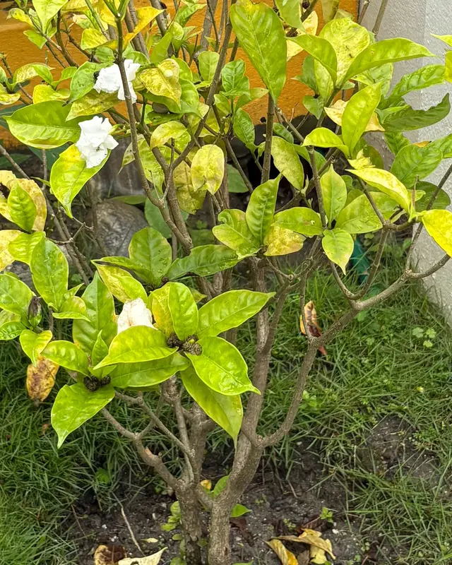 Tagar (Crape Jasmine)