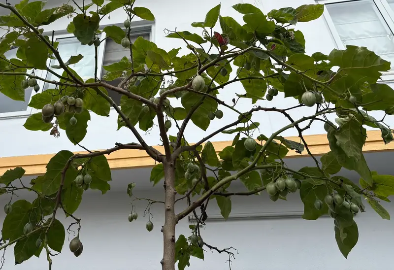 Tamarillo (Rukh Tamatar)