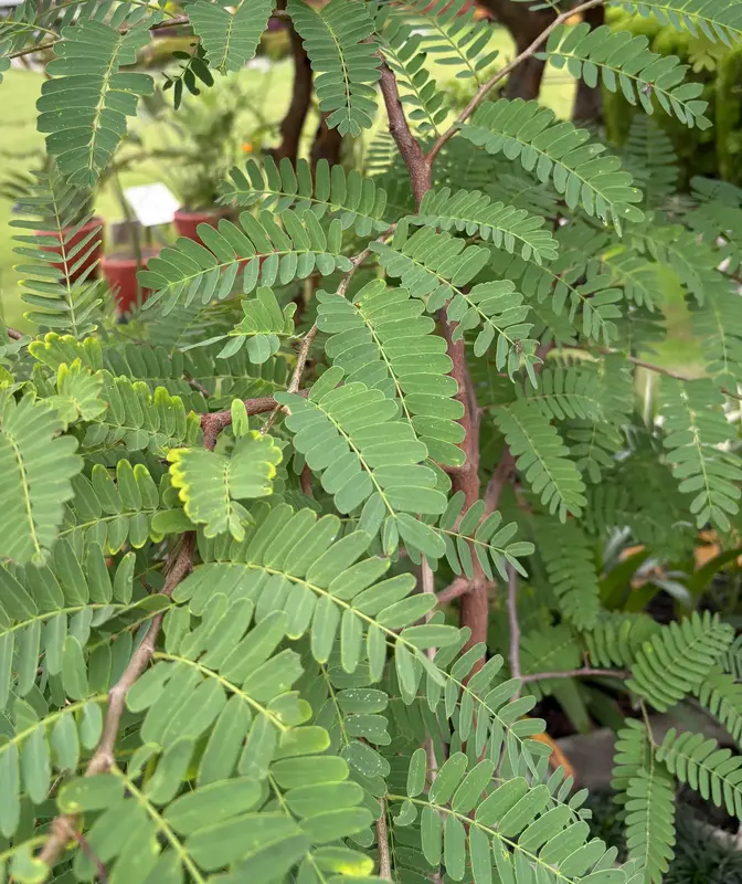 Tamarind