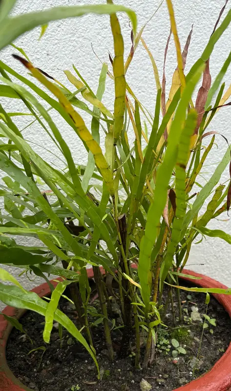 Tapeworm Plant