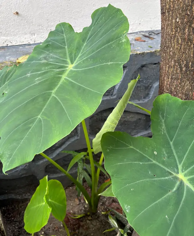 Taro (Pindalu)