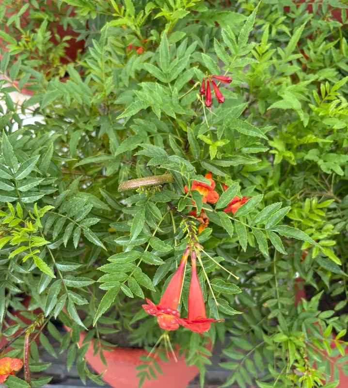 Cape Honeysuckle