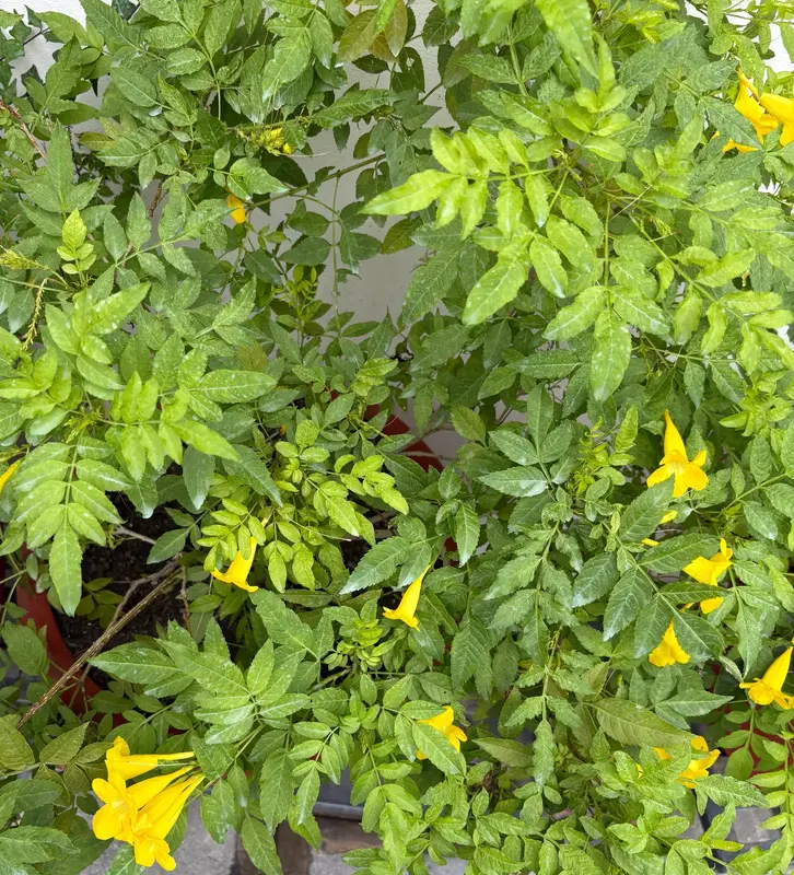 Yellow Bells