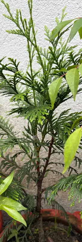 Thuja