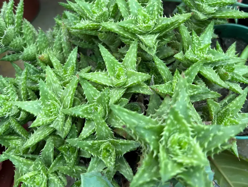 Tiger Tooth Aloe