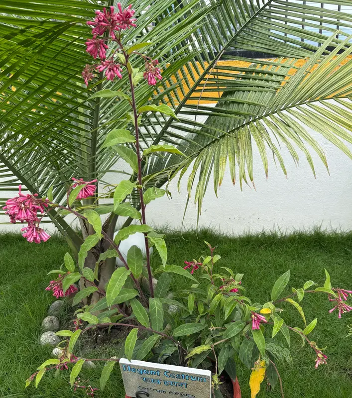 Shrubby Salvia