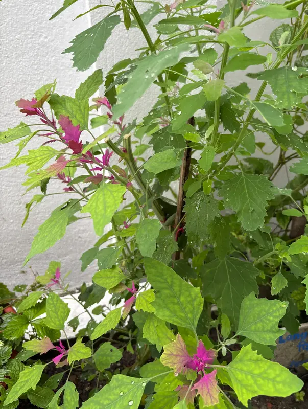 Tree Spinach