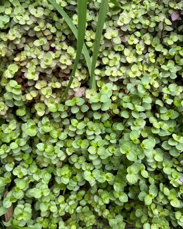 Turtle Vine
