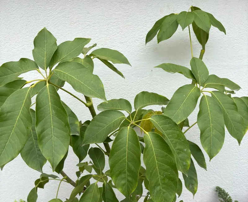 Umbrella Plant