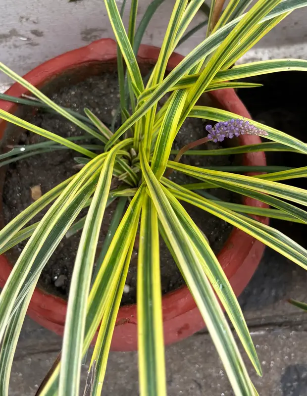 Variegated Lily Turf