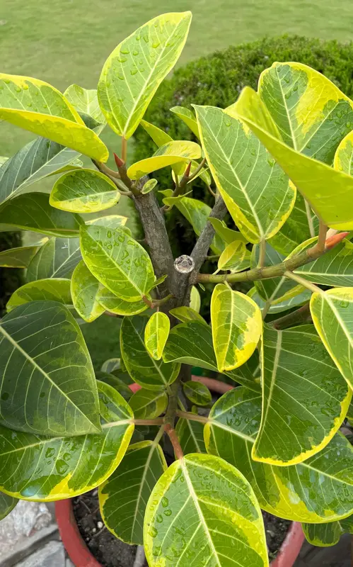 Variegated Rubber Plant
