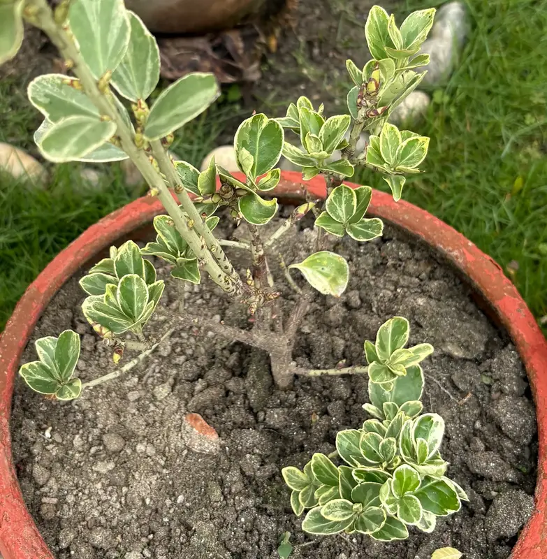 Variegated Japanese Spindle