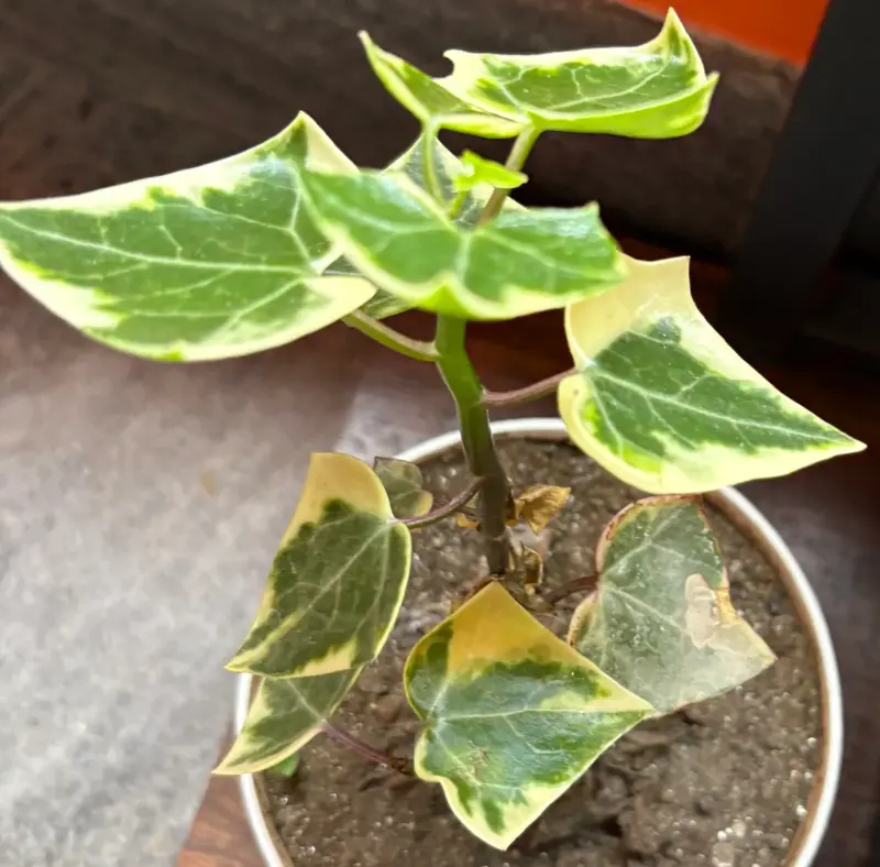 Variegated Cape Ivy