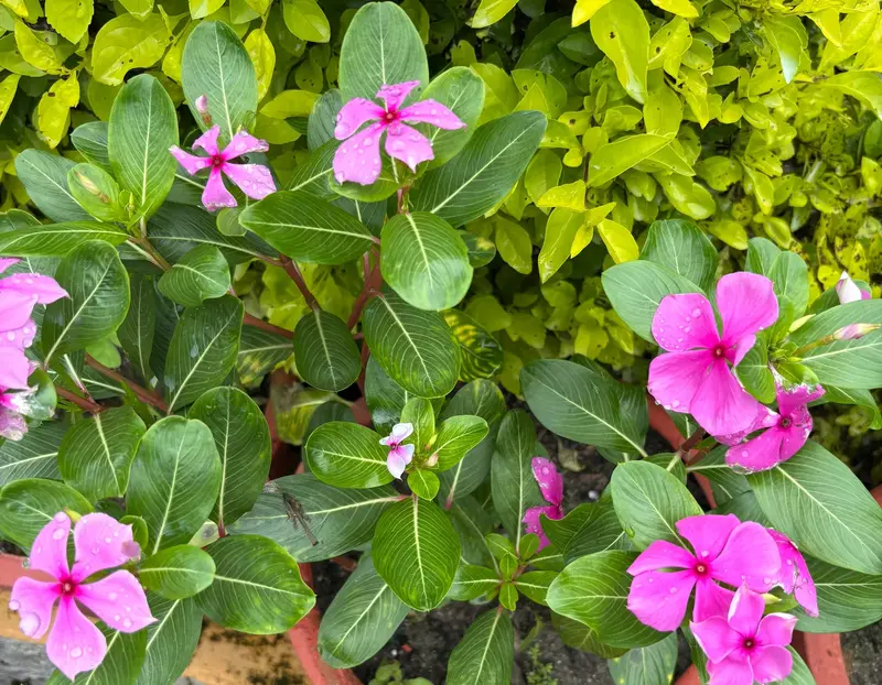 Madagascar Periwinkle
