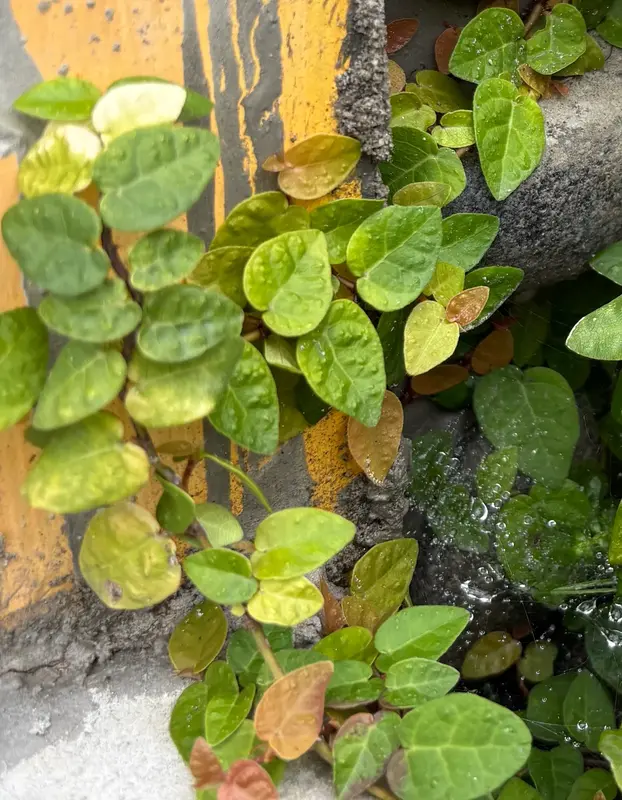 Creeping Fig