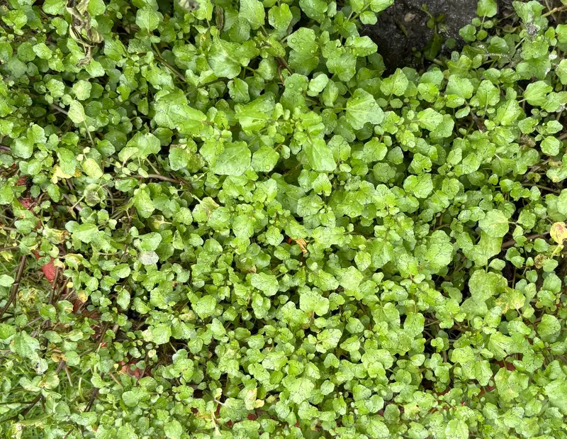 Watercress