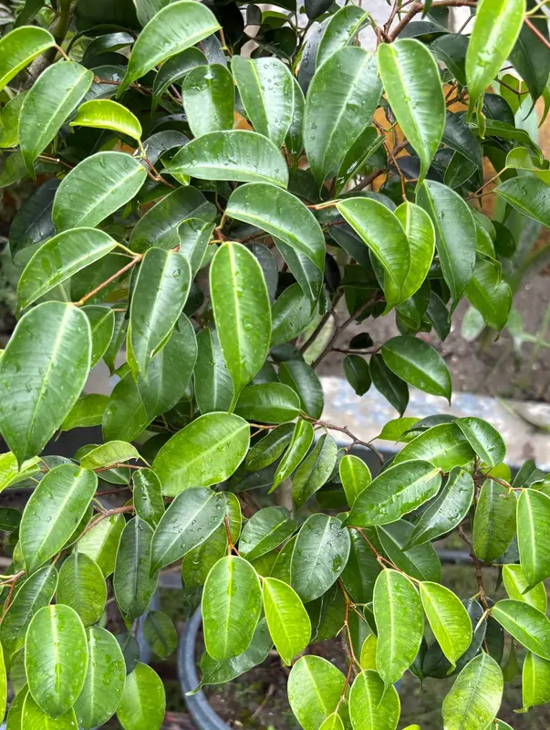 Weeping Fig