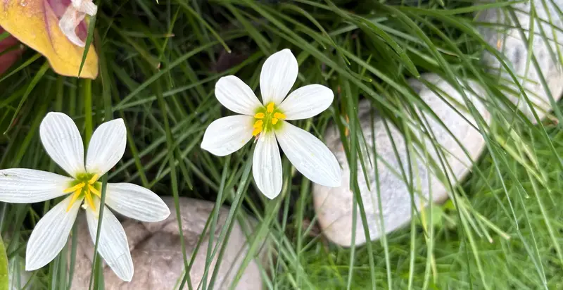 Rain Lily