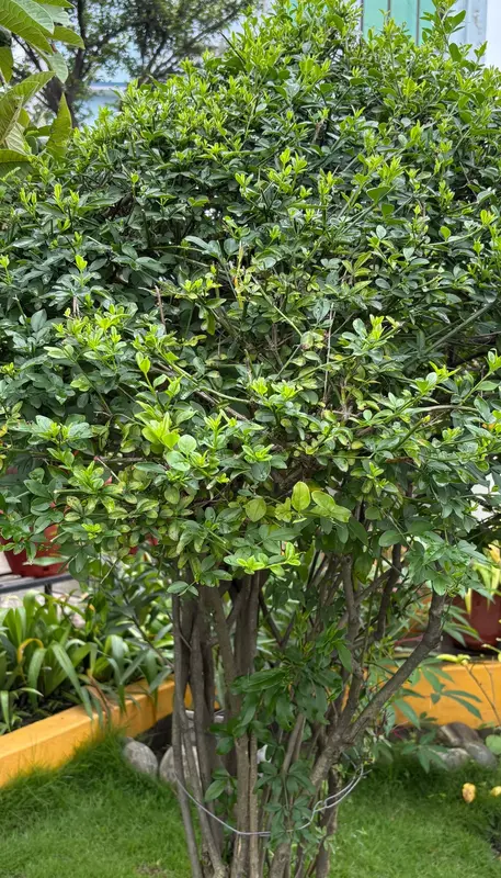 Yellow Jasmine