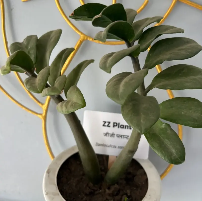 ZZ Plant