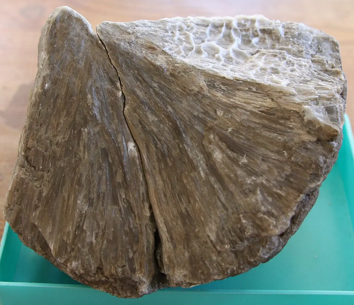 A rough, fan-shaped lump of brownish-gray stone with a fibrous texture and a crack down the middle, on a green stand
