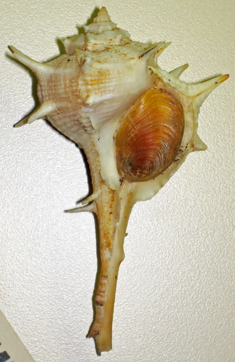 A pale, spiny sea-snail shell with a long straight spout at one end, on a white background