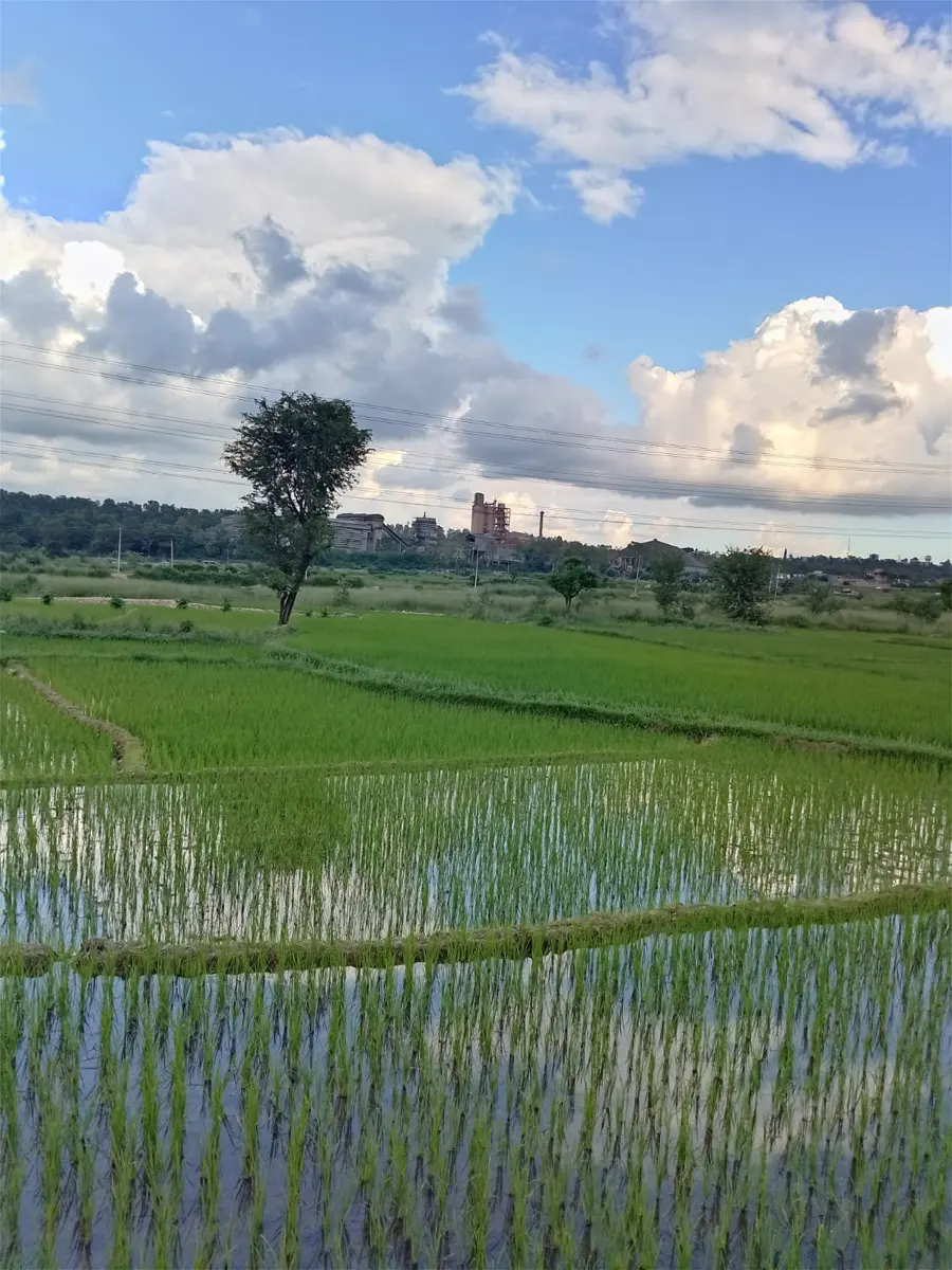 Green rice paddies under a cloudy blue sky, with a tree and, far off on the horizon, the tall gray buildings of a factory