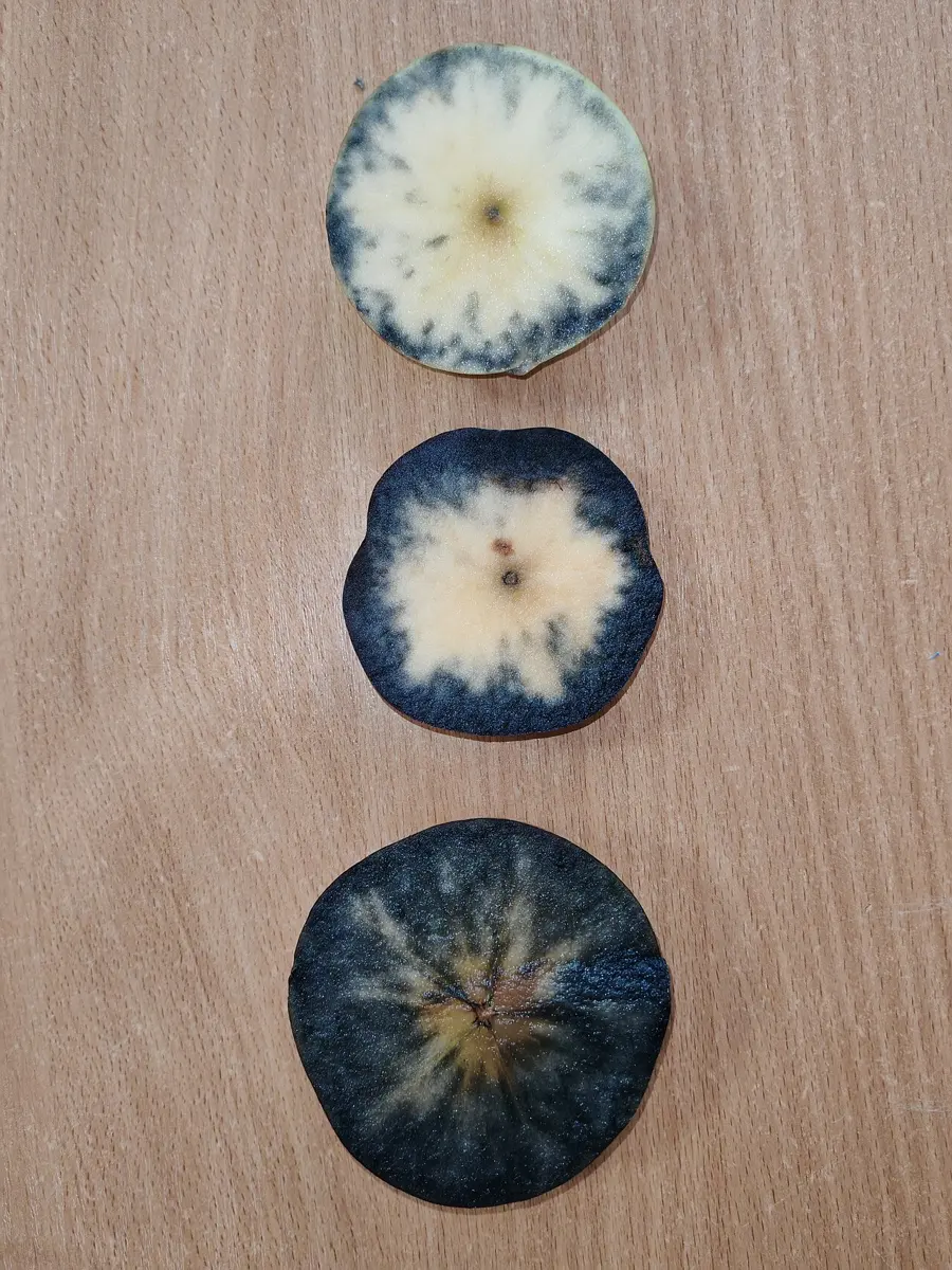 Three round slices of apple on a wooden table after a drop of iodine: the top one is pale with a dark rim, the middle one dark around a pale center, the bottom one almost all blue-black