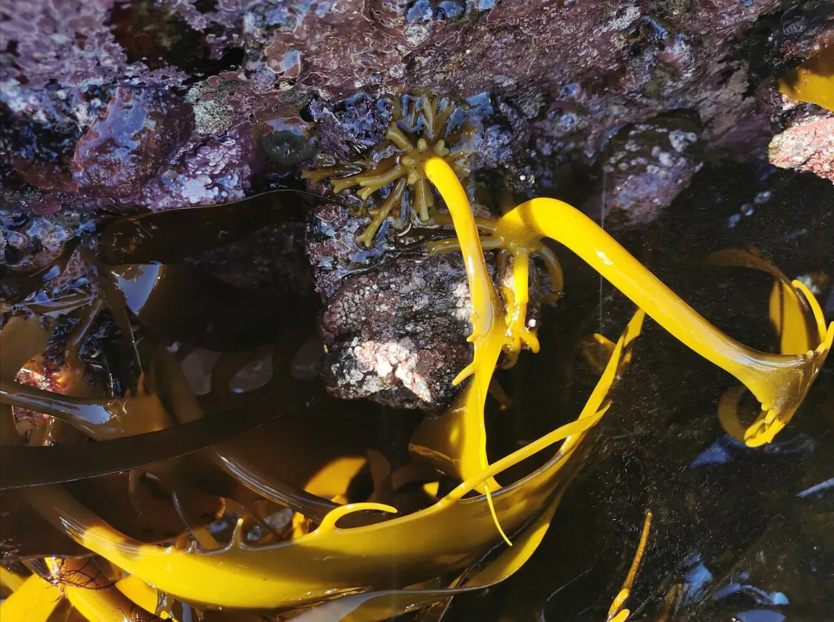 Smooth, shiny yellow-brown ribbons of kelp in a rock pool, with a branched root-like holdfast gripping a rock
