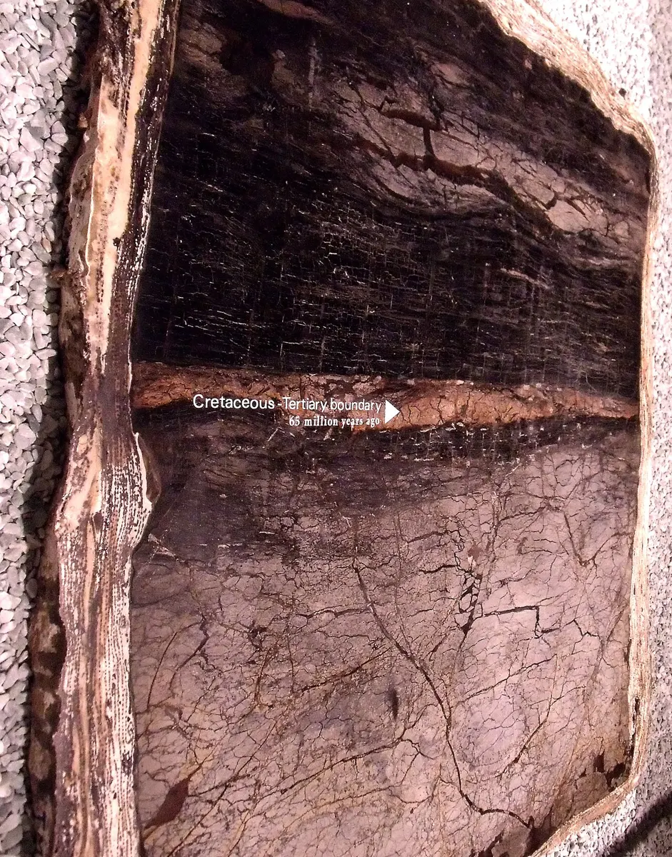 A slab of dark, layered rock in a museum, crossed by a thin pale band, with a label pointing to it
