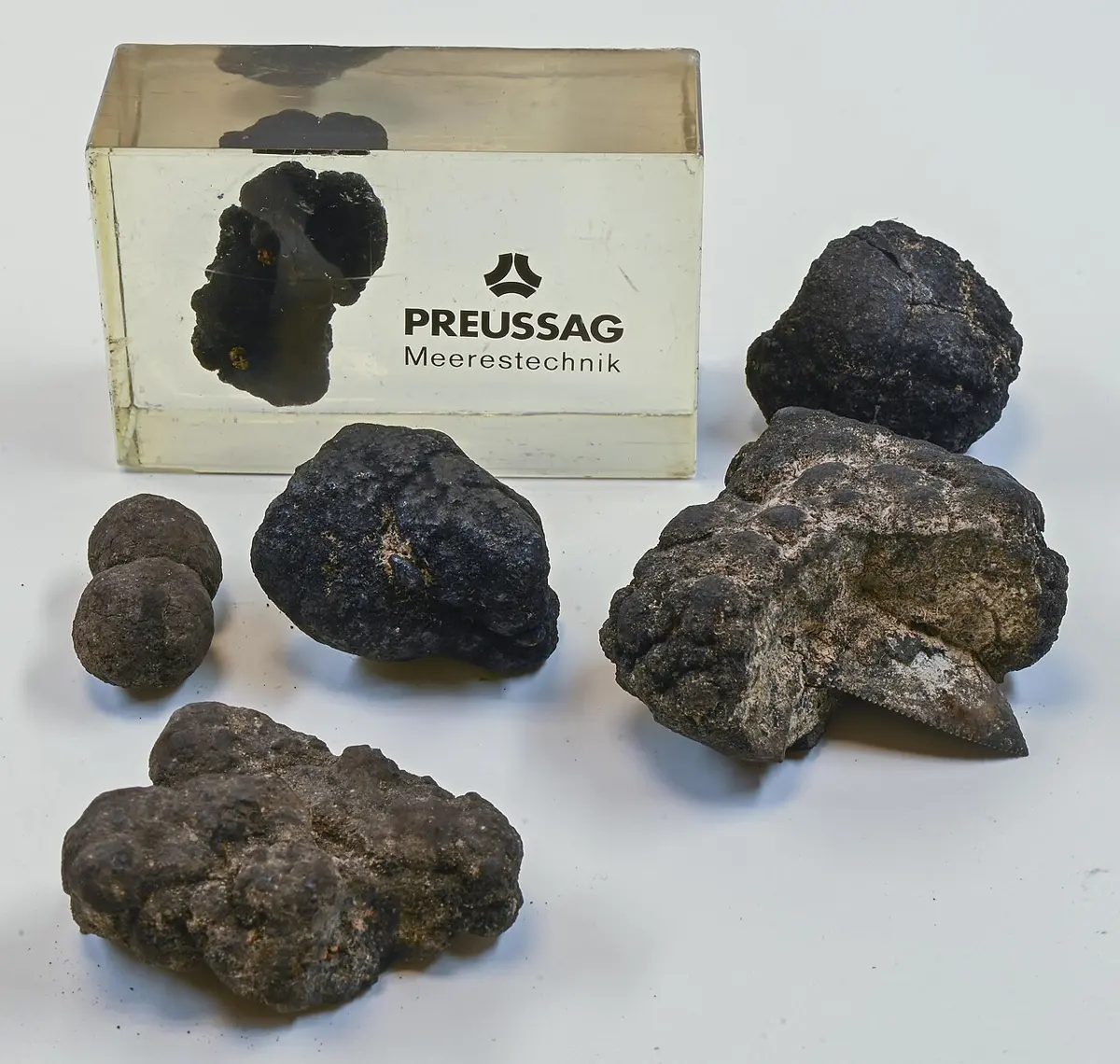 Several rough, knobbly, black lumps of different sizes on a white table, and one more set in a clear plastic block