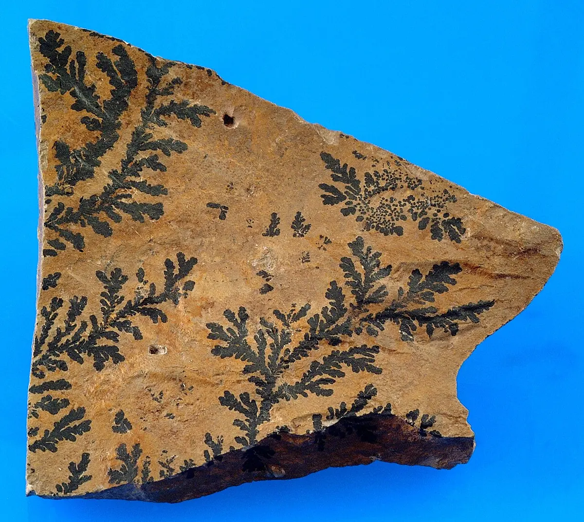 A flat piece of yellow-brown rock covered with black, branching patterns that look like fern leaves