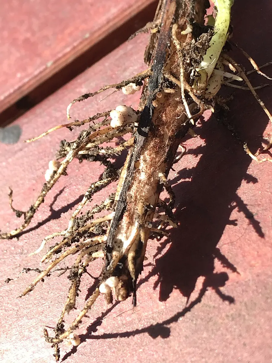 The dark main root of a bean plant lying on a red board, with thin side roots carrying small, round, pale lumps
