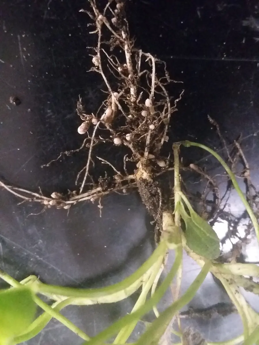 The tangled brown roots of a small clover plant against a dark background, dotted with many small, round, white lumps; green stems below