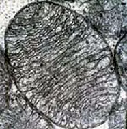 A gray, rounded shape seen in black and white, with a dark outline and many dark folded lines running across its inside
