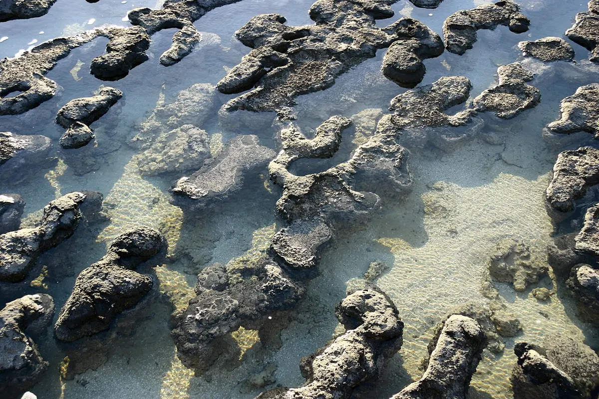 Lumpy, dark gray, rock-like mounds standing in shallow, clear sea water