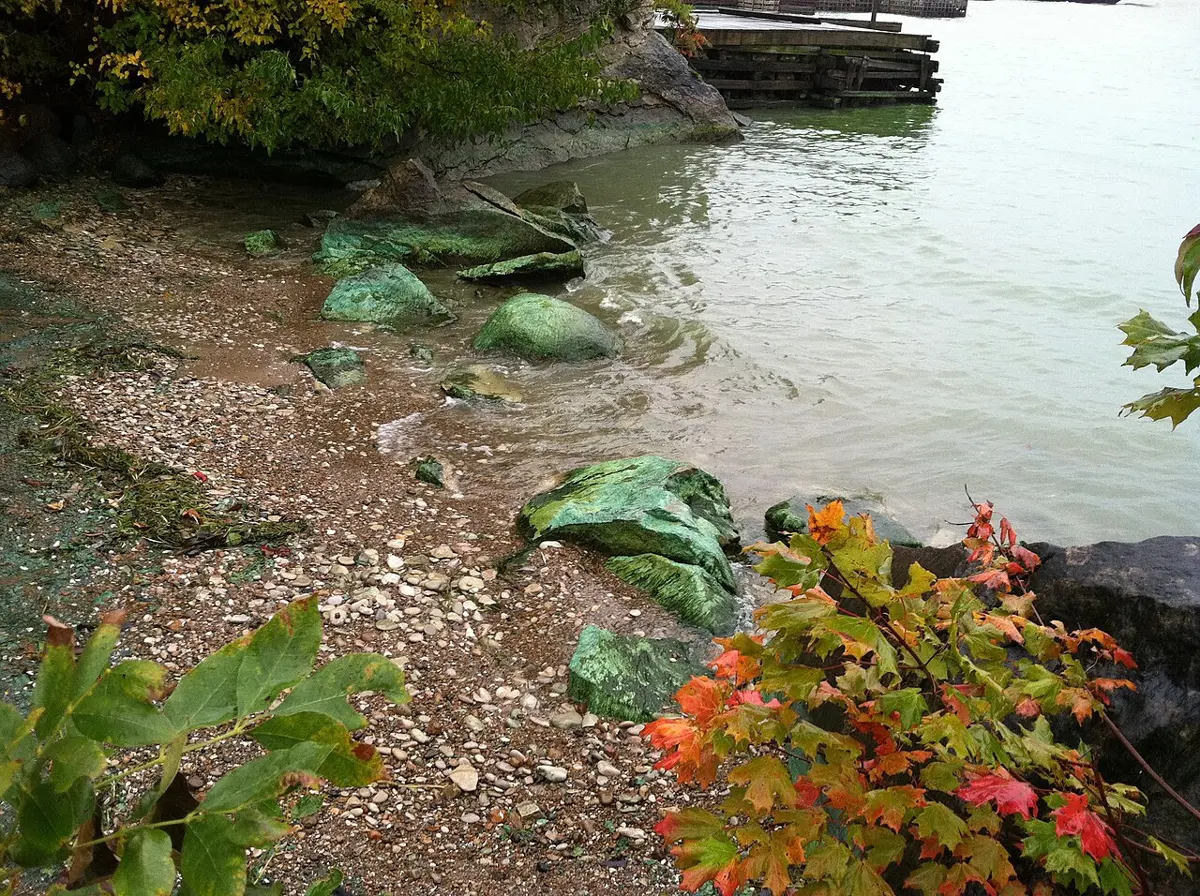 The stony shore of a lake, where the water is cloudy green and the rocks at the edge are coated with bright green slime