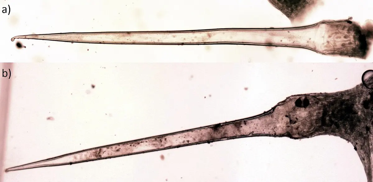 Two microscope pictures of a long, thin, clear tube that tapers to a fine point, swelling into a thick base at the right; the upper one ends in a tiny round knob