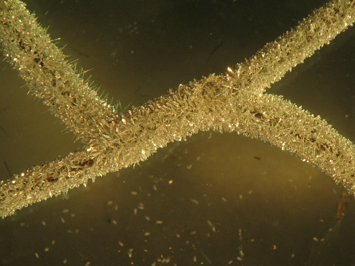 Two crossed wires seen through a microscope, thickly covered all over with tiny glittering crystals