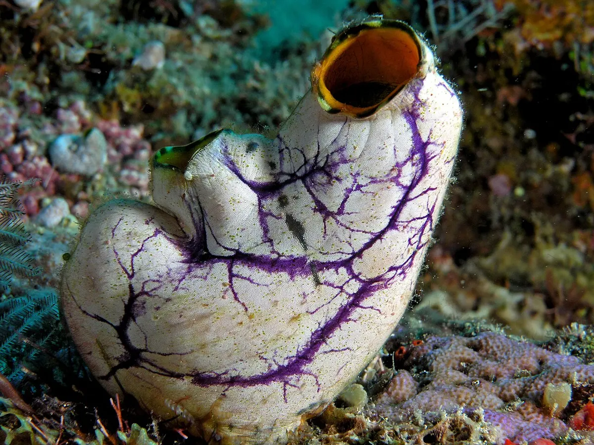 A white, vase-shaped sea animal with purple veins, standing on a reef, with a large round opening at the top and a smaller one at the side