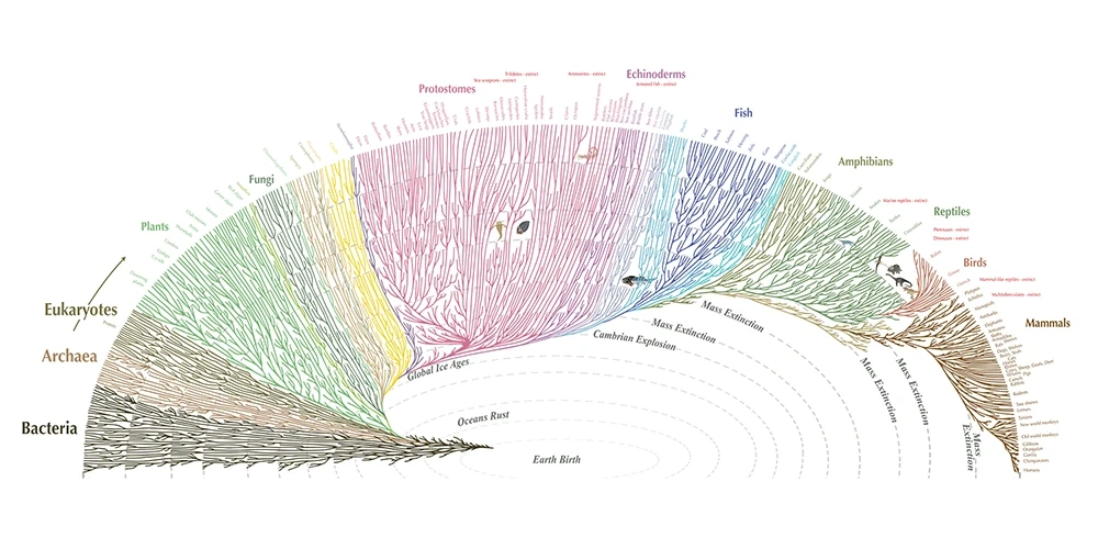 A fan-shaped tree of life branching from bacteria to plants, fungi, fish, birds, and mammals over 4 billion years