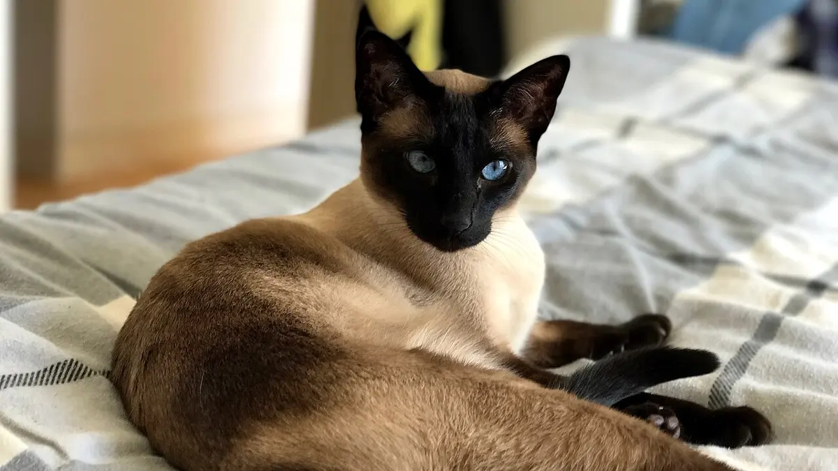 A light brown cat lying on a bed, with a very dark brown face, ears, legs and tail, and blue eyes