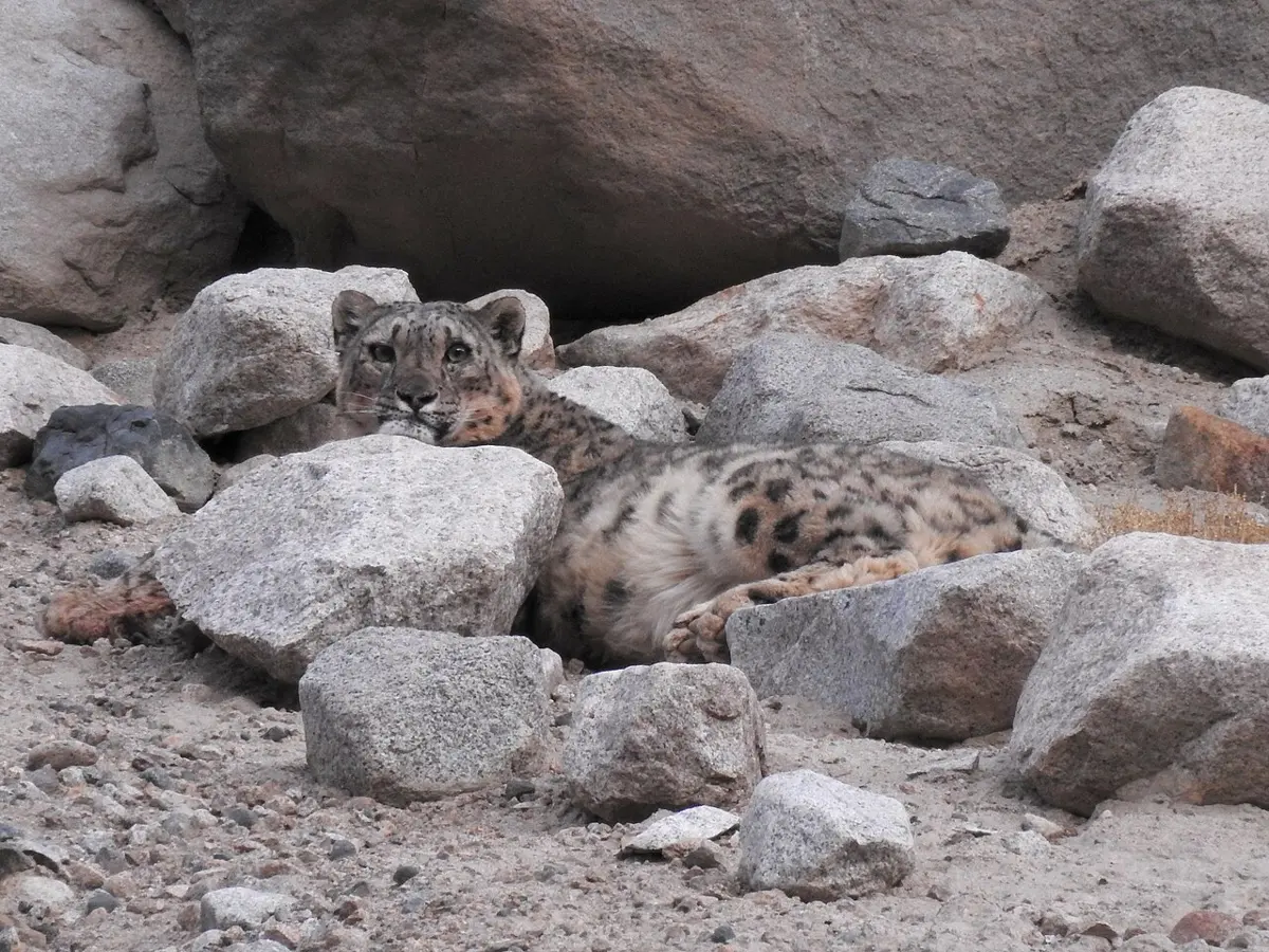 A snow leopard with a gray coat and dark spots lying among gray boulders, its body hard to pick out from the rocks around it