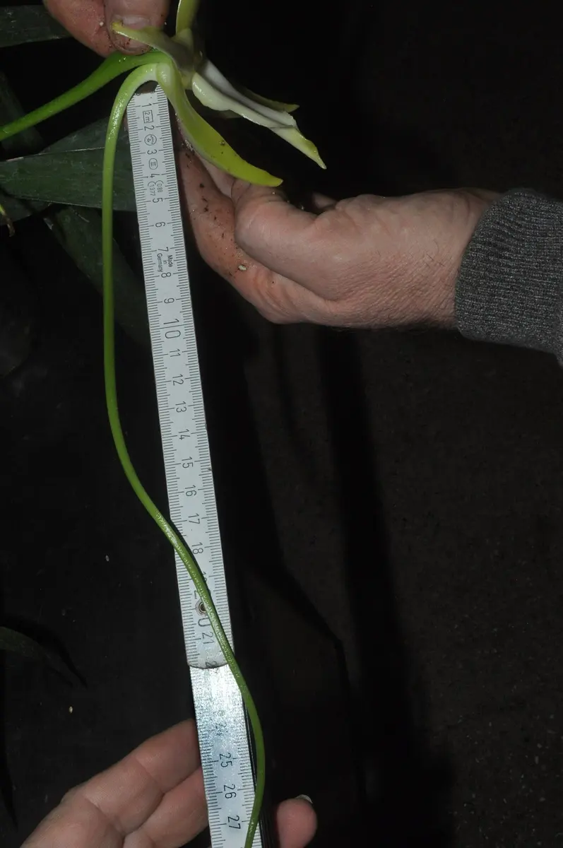 A hand holding a white orchid flower at the top of a folding ruler, its thin green spur hanging down beside the ruler past the 25 cm mark