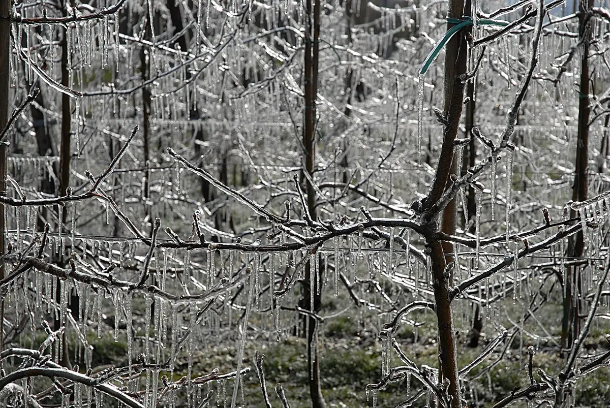 Bare branches of young apple trees in an orchard, every twig coated in clear ice and hung with icicles