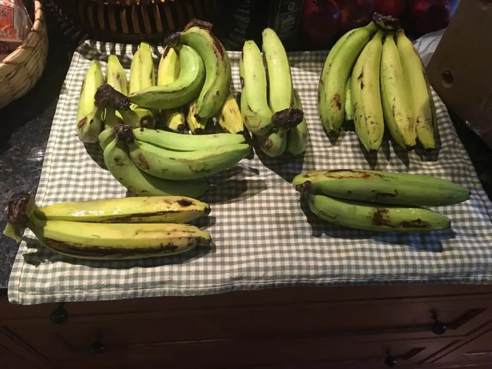 Several bunches of bananas on a checked cloth, some still green, some yellow with brown spots