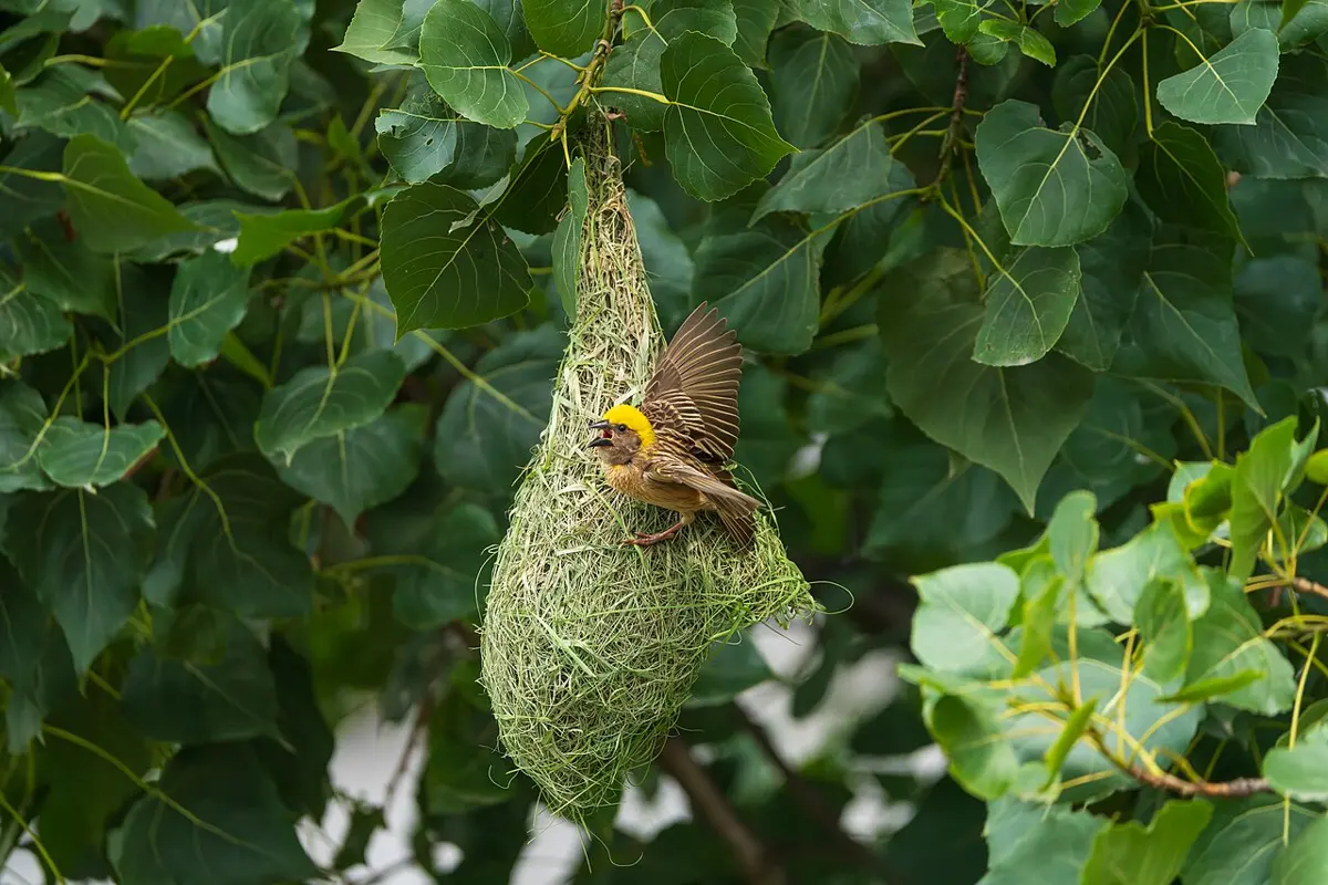 A small yellow-capped bird with its wings raised, clinging to a half-built nest of woven green grass