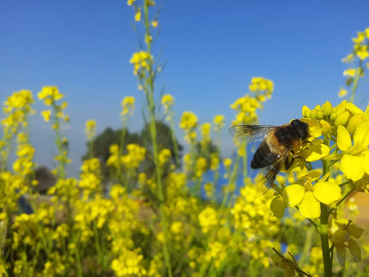 A hairy, bee-like hoverfly with huge eyes and one pair of wings, feeding at a cluster of bright yellow mustard flowers, with more mustard plants and a blue sky behind