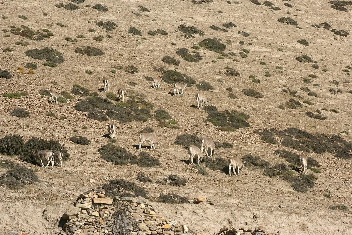 A herd of about fifteen gray-brown wild sheep grazing among low bushes on a dry mountainside, above a stone wall