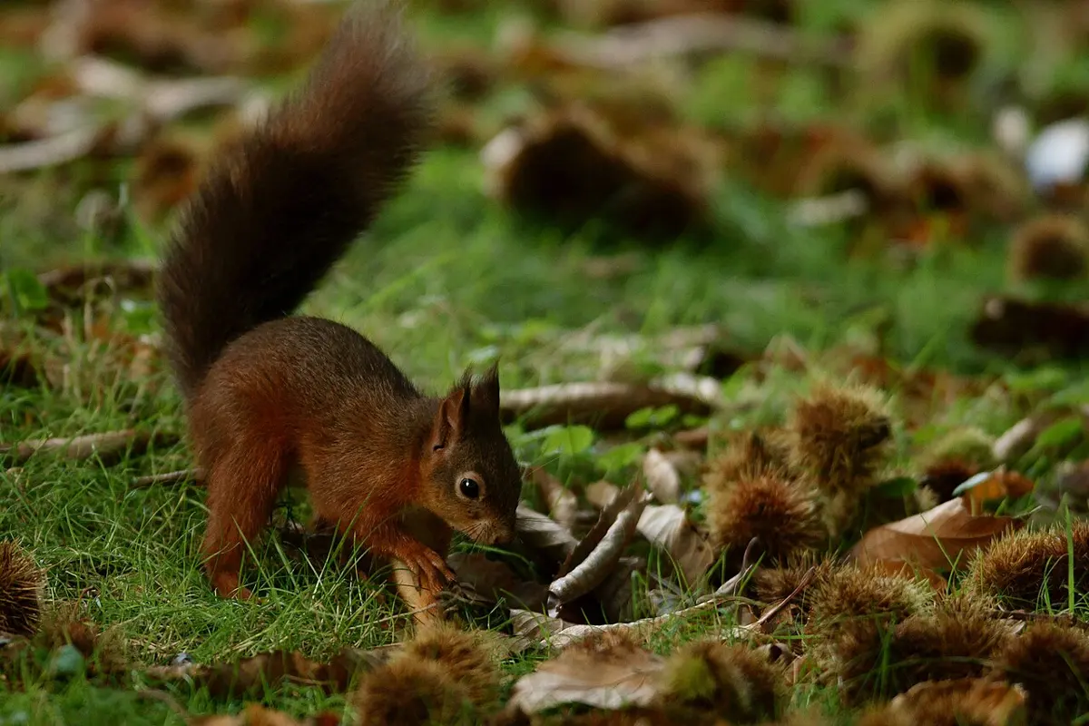 A red-brown squirrel with a bushy tail, nose to the ground, pushing a nut into the grass among spiky chestnut husks